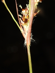 Luzula bulbosa