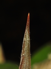Luzula bulbosa