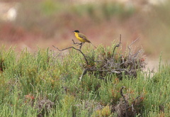 Motacilla flava feldegg