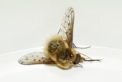 Bombylius medius