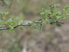 Ribes roezlii