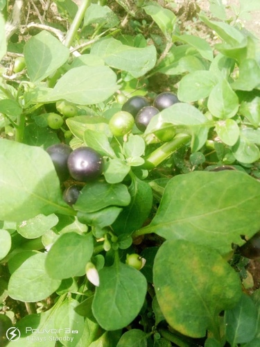 Garden Huckleberry