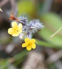 Myosotis persoonii