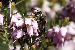 Andrena
