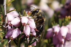 Andrena
