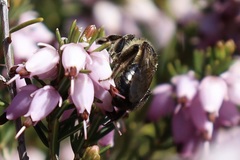 Andrena