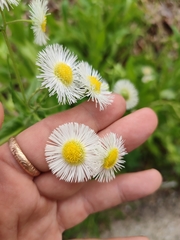 Erigeron