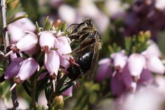 Andrena