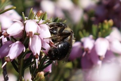 Andrena