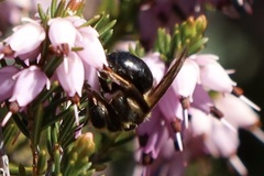 Andrena