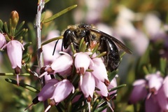 Andrena