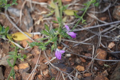 Dicliptera minor