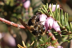 Andrena
