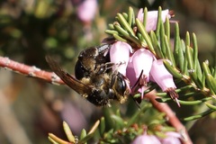Andrena