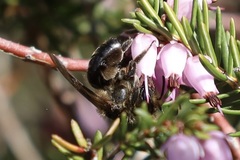 Andrena