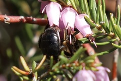 Andrena