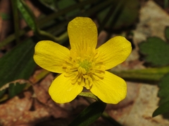 Ranunculus hispidus hispidus
