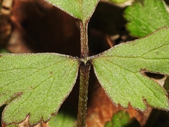 Ranunculus hispidus hispidus