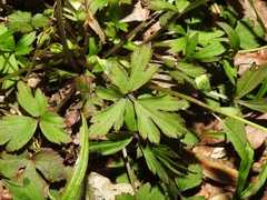 Ranunculus hispidus hispidus