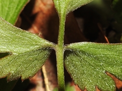 Ranunculus hispidus hispidus