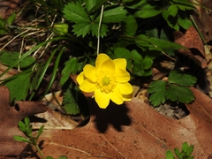 Ranunculus hispidus hispidus
