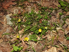 Ranunculus hispidus hispidus