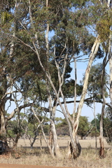 Eucalyptus leucoxylon stephaniae