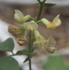 Lathyrus sulphureus