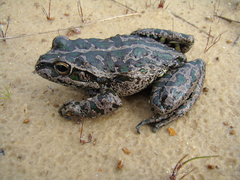 Ranoidea cyclorhynchus