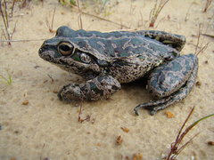 Ranoidea cyclorhynchus