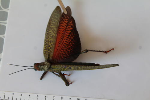 giant red-winged grasshopper