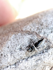 Compsothrips albosignatus