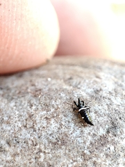 Compsothrips albosignatus