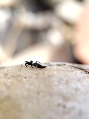 Compsothrips albosignatus