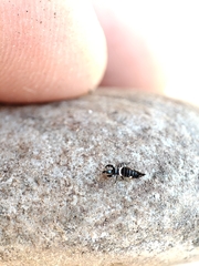 Compsothrips albosignatus