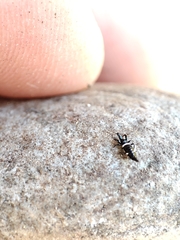 Compsothrips albosignatus