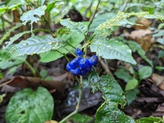 Palicourea cyanococca