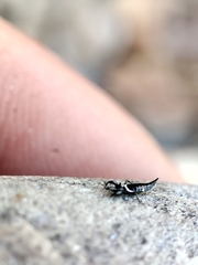 Compsothrips albosignatus