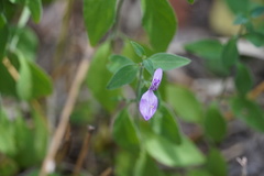 Dicliptera minor