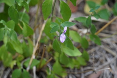 Dicliptera minor