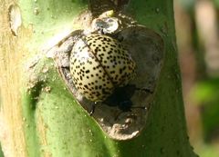 Aegithus burmeisteri
