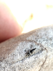 Compsothrips albosignatus