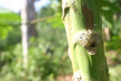Aegithus burmeisteri