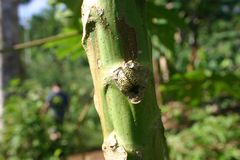 Aegithus burmeisteri