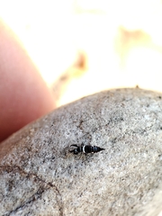 Compsothrips albosignatus