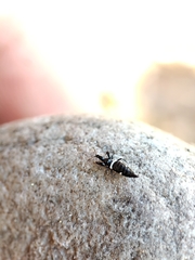 Compsothrips albosignatus