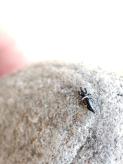 Compsothrips albosignatus