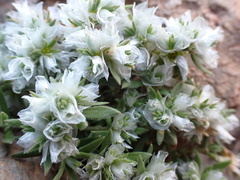 Paronychia capitata