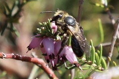 Andrena