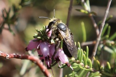 Andrena